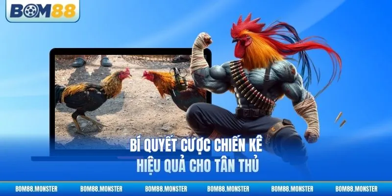 Bí quyết cược chiến kê hiệu quả cho tân thủ