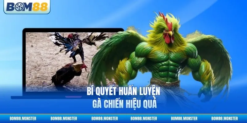 Bí quyết huấn luyện gà chiến hiệu quả