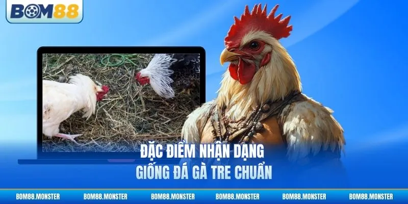 Đặc điểm nhận dạng giống đá gà tre chuẩn